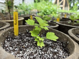 A small cutting growing leaves in a pot. A yellow tag has the word "Rondom" written on it.