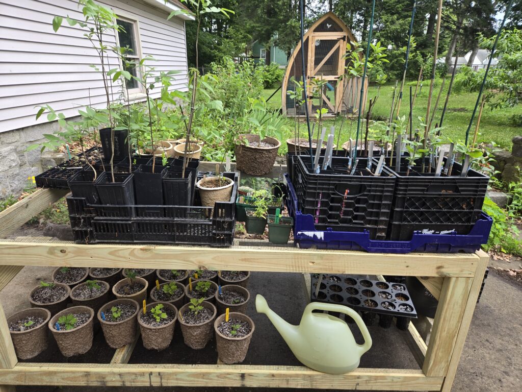 A wooden table with upper and lower shelves holding plants