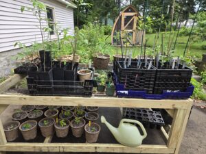 A wooden table with upper and lower shelves holding plants