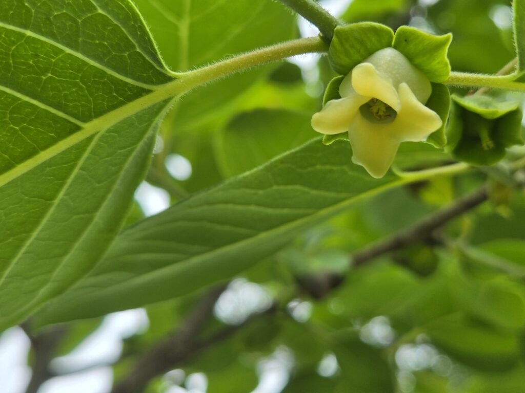 A persimmon flower with leaves in the background