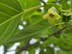 A persimmon flower with leaves in the background