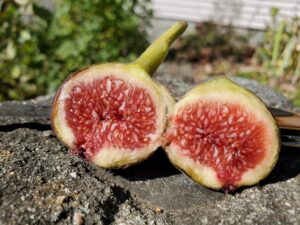 a cut open fig rests on glistens in the sun in front of an open pocket knife