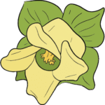 stylized drawing of a persimmon blossom