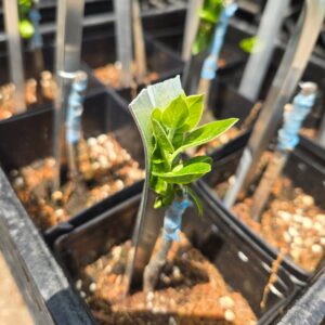 a small tree showing explosive growth